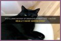Can a Bombay cat have green eyes? – Janet-Panic.com